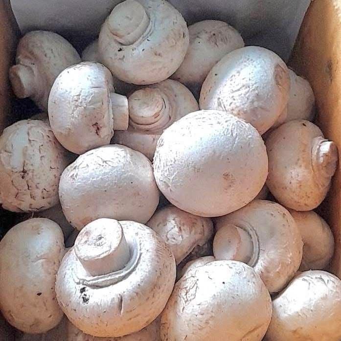 Fresh white champignon mushrooms