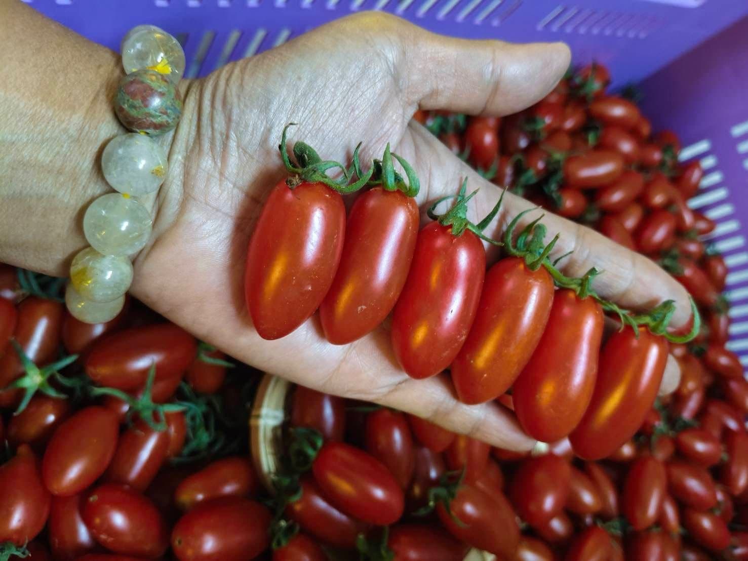 Wild cherry tomatoes on the vine
