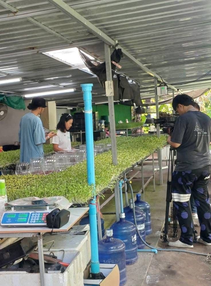 Harvesting fresh greens by hand at the farm