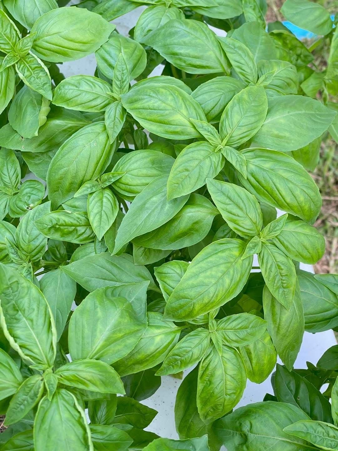 Fresh Italian basil leaves