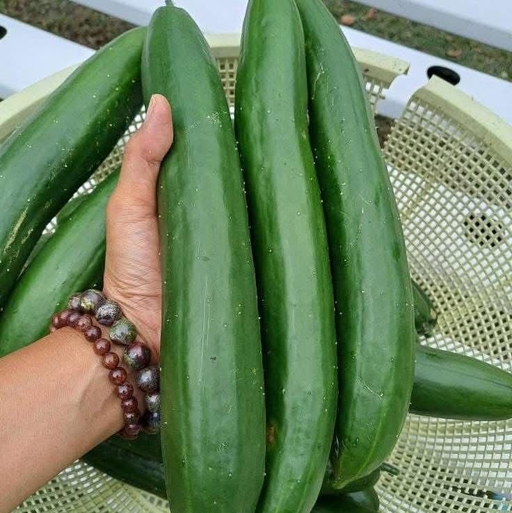 Fresh Japanese cucumbers
