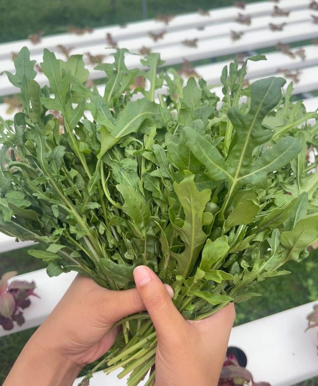 A handful of fresh rocket (arugula)