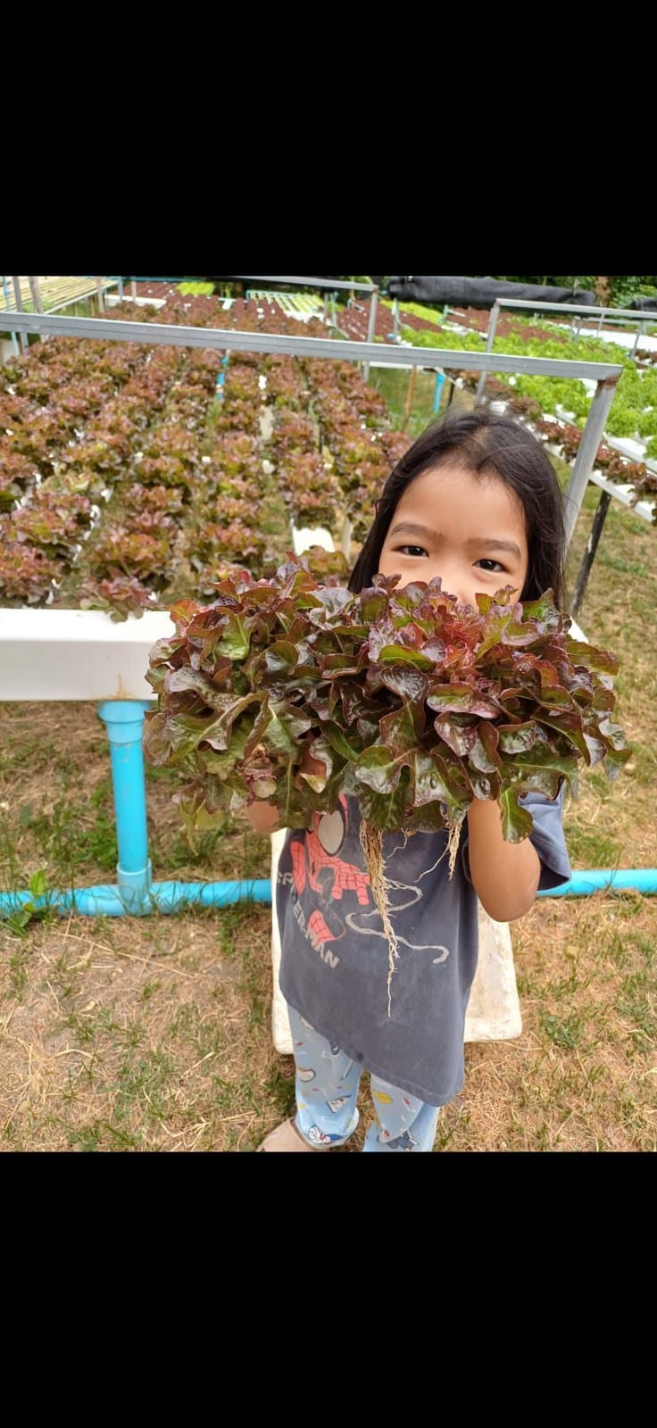 The grower standing among the hydroponic vegetable beds at the family farm